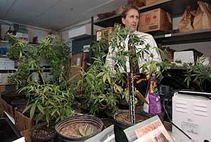 Pot Trafficking Bust