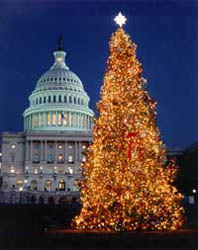Capitol Christmas Tree