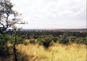 Serengeti Plain