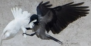 Ominous Birds