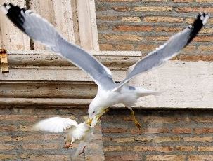 Newpapal Dove Attacked