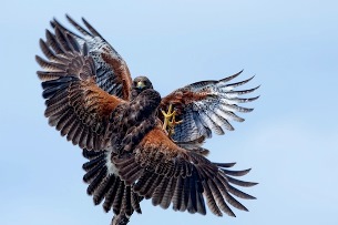 Francis-Bergoglio's Hawk