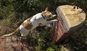 Praying Cat