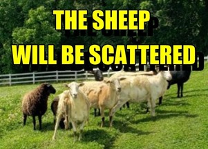 Scattered Sheep