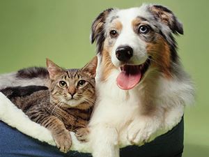 Cat & Dog