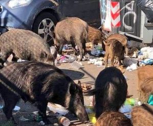 Wild Boars in Rome