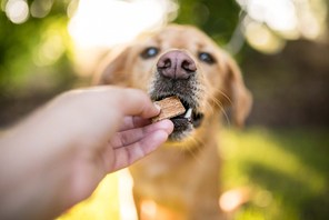 Canine 'eucharist'